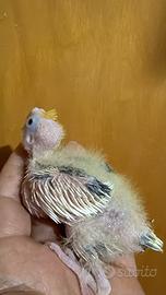 Pappagalli Calopsite