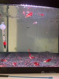 Guppy maschi