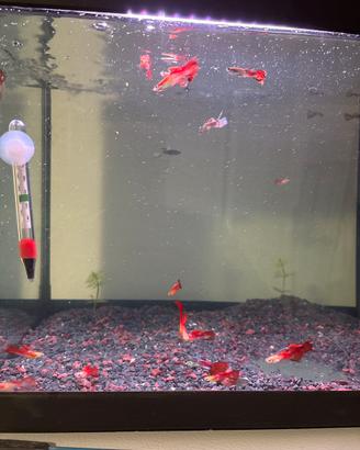 Guppy maschi
