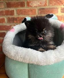 Cuccioli di spitz pomerania neri maschi