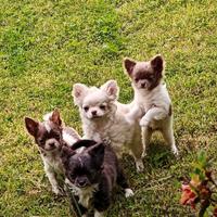 cuccioli chihuahua pelo lungo femmina bianca