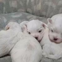Cuccioli Maltipoo deliziosi