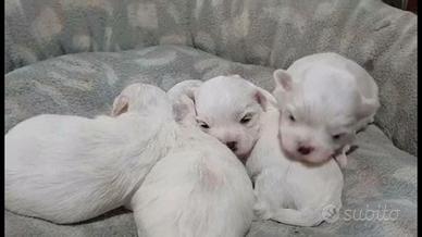 Cuccioli Maltipoo deliziosi