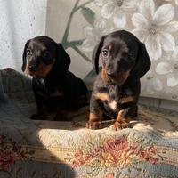 Bassotto Nano maschio