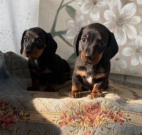 Bassotto Nano maschio