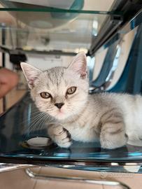 Gattino scottish straight black silver shaded