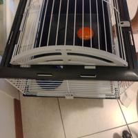 gabbietta criceti conogli