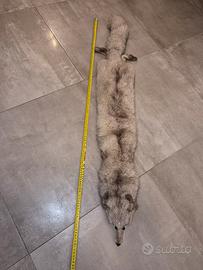 collo di volpe