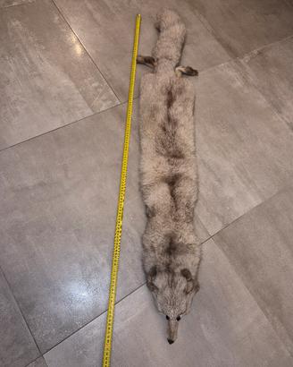 collo di volpe
