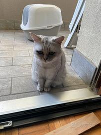 2 micie femmine sterilizzate, FIVe FELV negative