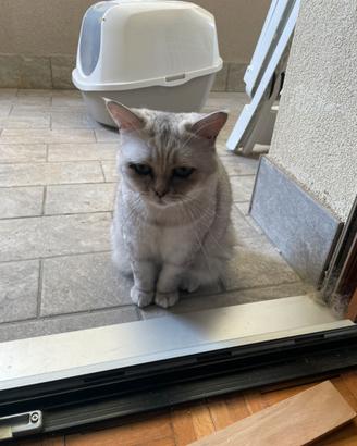 2 micie femmine sterilizzate, FIVe FELV negative