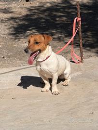 Jack russel nana femmina