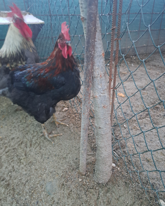 Galli