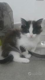 Maine coon xl maschietti