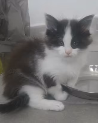 Maine coon xl maschietti