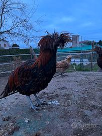 Galli razza padovana