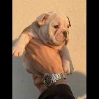 Bulldog Inglese Pedigree Enci- Super Cucciolata En