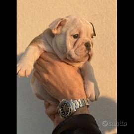 Bulldog Inglese Pedigree Enci- Super Cucciolata En