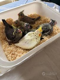 Pappagalli Calopsite ALLEVATI A MANO