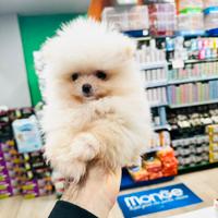 Spitz di Pomerania Toy