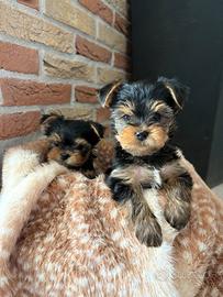 Cuccioli Yorkshire