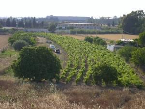 Terreno agricolo pianeggiante vicinissimo ad Elmas