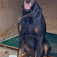 Dobermann