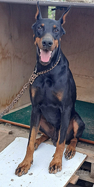 Dobermann