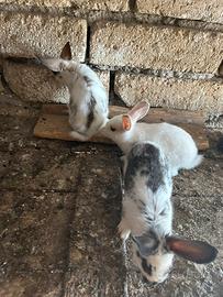 Vendita conigli taglia media