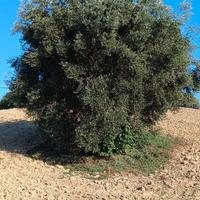piante olivo