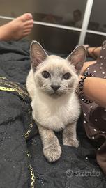 Don Sphynx