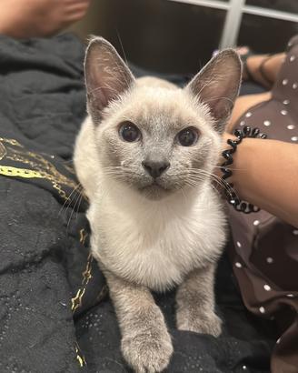 Don Sphynx