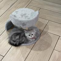 Gattina persiana chinchillà