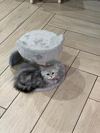 Gattina persiana chinchillà