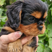 Cavalier king Charles Spaniel