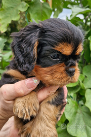 Cavalier king Charles Spaniel