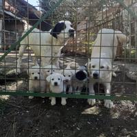 Cuccioli pastore maremmano