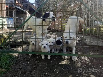 Cuccioli pastore maremmano
