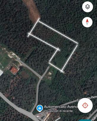 uliveto zona petrara