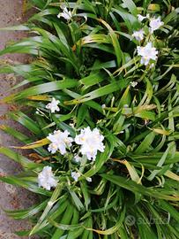 Iris Japonica Fiore Farfalla 