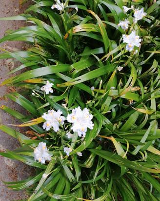 Iris Japonica Fiore Farfalla 