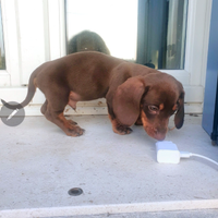 Bassotto nano cioccolato focato