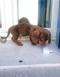 Bassotto nano cioccolato focato