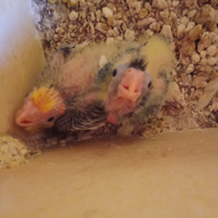 Pullo calopsita da inbeco