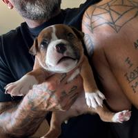 Staffordshire Bull Terrier