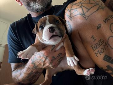 Staffordshire Bull Terrier