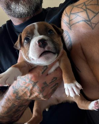 Staffordshire Bull Terrier