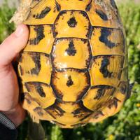 Allevamento tartarughe hermanni