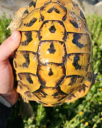 Allevamento tartarughe hermanni