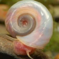 Planorbarius lumache acquario